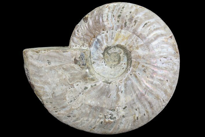 Silver Iridescent Ammonite - Madagascar #77111